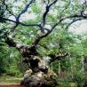images/Schweden/Schweden 2009/IMG_4507.jpg